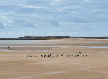 Alvor, Algarve, Portekiz - 02, 25, 2024. Kıyı Uyumu: Kabuklu deniz hayvanı hasadı yerini alırken kuşlar dinleniyor.