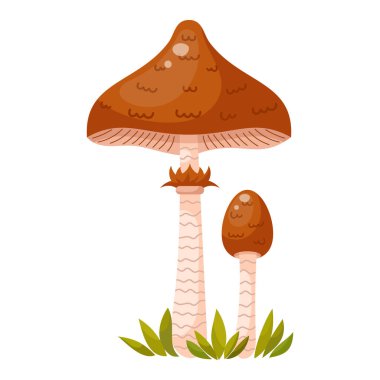 Lepiota procera mantarı. Yenilebilir orman mantarı. Orman çimenleri ve yaprakları. Beyaz arkaplanda çizgi film vektör çizimi.