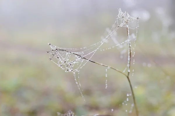 Autumn morning landscape in park with fog and cold dew, spider web, space for writing
