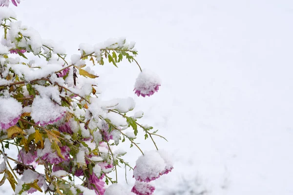 Pink chrysanthemums covered with snow in the garden