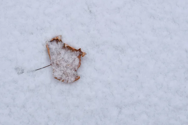 Kuru bir yaprak bir kar tabakasının üzerine düştü.