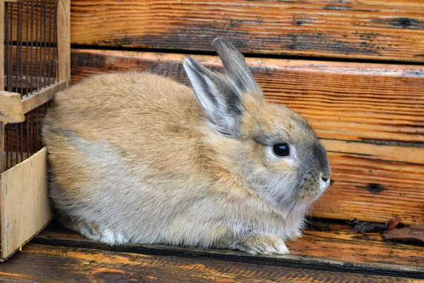 Brown rabbit near the cage on a wooden stand with a wooden wall