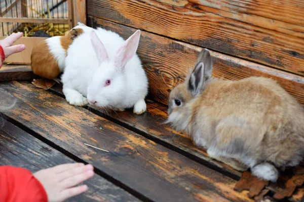 Pets, rabbits and guinea pig at exhibition fair on outdoor wooden background