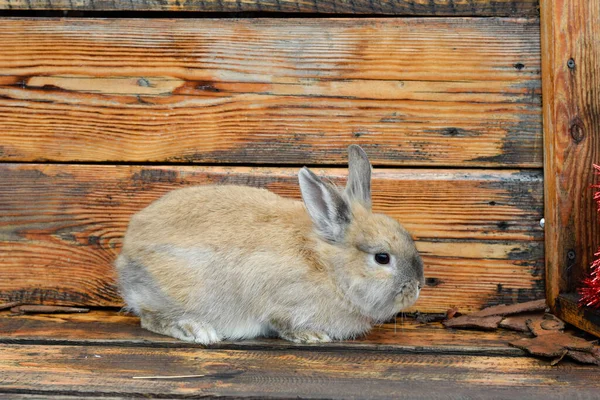 Tavşan ahşap duvarın yanında.