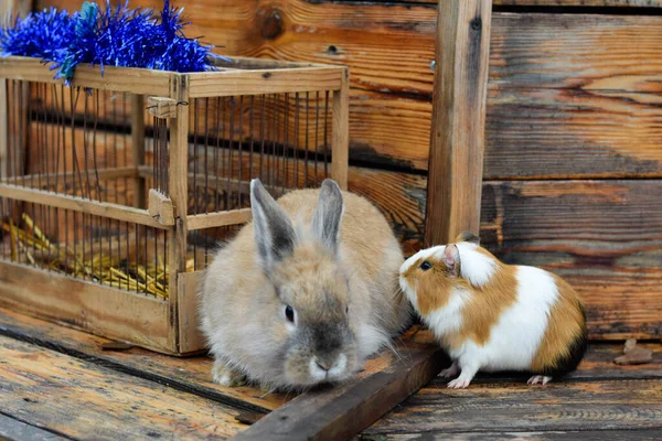 Pets brown rabbit and guinea pig near the cage
