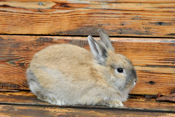 Brown rabbit near the cage on a wooden stand with a wooden wall