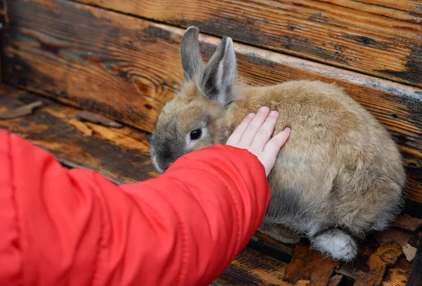 Child's hand stroking a rabbit
