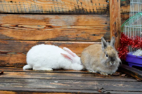 White rabbit hides next to brown rabbit