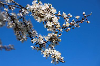 Blossoming tree branch in spring with blue sky