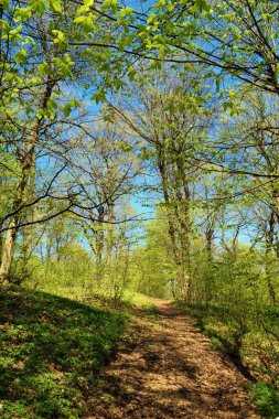 Forest landscape with green trees in spring