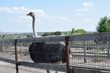 Çitin arkasındaki çiftlikte devekuşu kuşu.