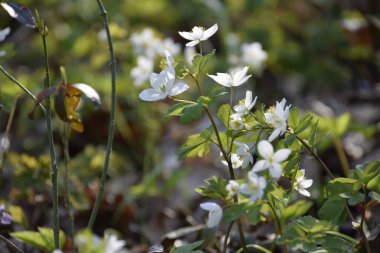 White flowers in the forest, spring green background