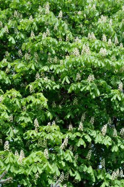 Chestnut flowers on blooming green tree, branches with leaves, spring background