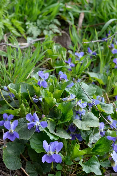 Фіолетові Квіти Viola Odorata Полі Навесні — стокове фото