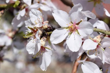 Dalında pembe olan beyaz çiçekler, makro, ilkbaharda doğada güzellik