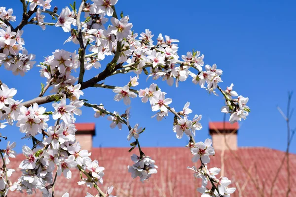 Mavi gökyüzünde pembe çiçekli bir dalla doğal bahar çerçevesi ve ev çatısı arka planı