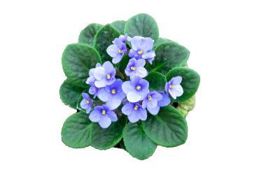 Yukarıdan çekilen mor çiçek beyaz üzerine izole edilmiş.