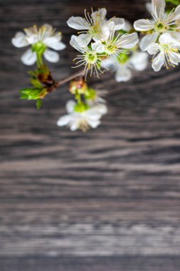 Beyaz kiraz çiçekleri gri ahşap arka planda, seçici odak bulanık arka planda, yazmak için alan