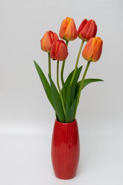 Kırmızı vazoda lale çiçekleri 