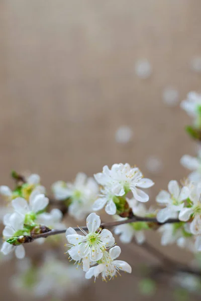 Beyaz çiçekler çiçek açan ağaç dallarında ilkbaharda beyaz arkaplanda