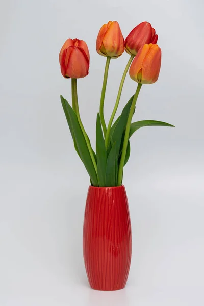 Tulips Red Vase — Stock Photo, Image