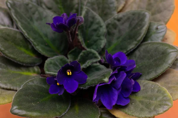 Blue Parma Violet flower, indoor plant in full bloom