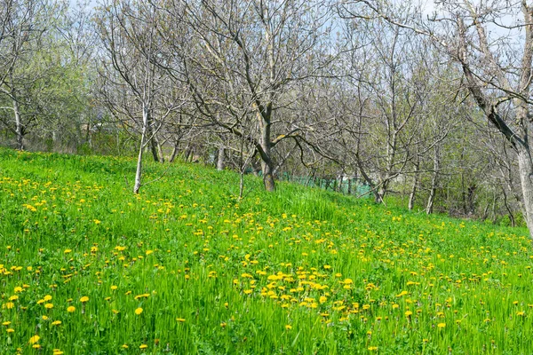 Grönt Fält Med Gräs Maskrosor Och Träd Lantligt Landskap — Stockfoto
