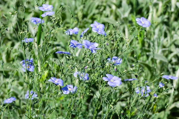 Kék Linum Virágok Zöld Levelek Természetes Virágos Háttér — Stock Fotó