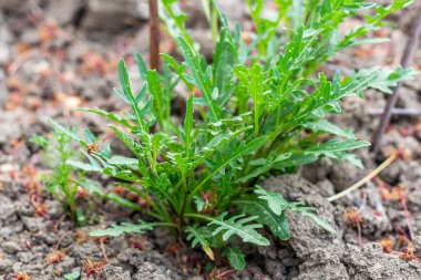 Arugula bitkisi ve yenilebilir yapraklar biyoorganik çevrede yetişiyor.