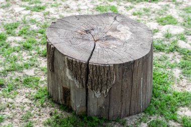 Ağaç gövdesini kes, yerde kökü olan tahta kütük, platformun yeri, koltuk yeri