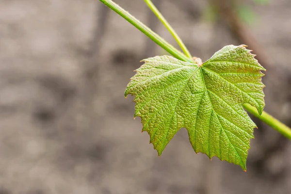 Stock image Young green vine leaf, natural green background with space for writing