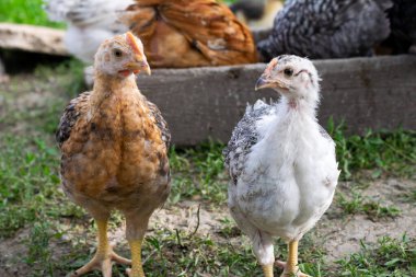 Çiftlikte renkli tüyleri olan iki genç tavuk.