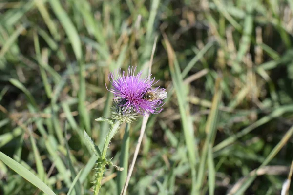 Cirsium Arvense Purple Flowering Plant Grass Bee Flower — Stock Photo, Image