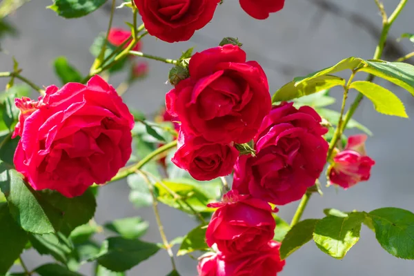 Wachsende Rote Rose Blumen Strauch Garten — Stockfoto