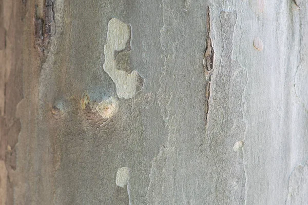 幹に樹皮 天然木の背景 — ストック写真
