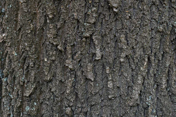 带有裂缝的灰树树皮纹理 有书写空间的天然木材背景 — 图库照片