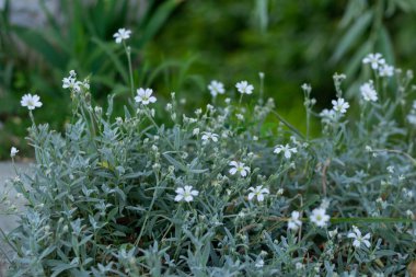 Serastium beyaz bahçe çiçekleri, yaz mevsimi yeşil arka plan