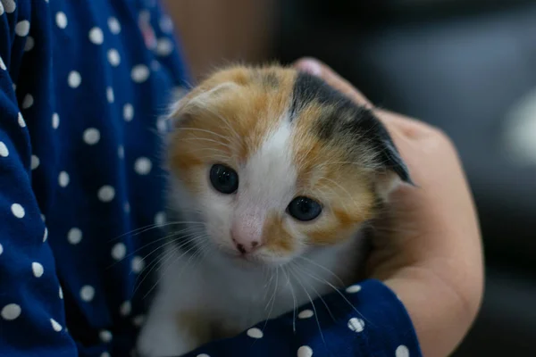 Cute Little Cat Ramionach Małej Dziewczynki Koncepcja Adopcji Zwierząt Domowych — Zdjęcie stockowe