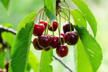 Ağacın dalındaki olgun kirazlar Yazın yeşil yapraklarla