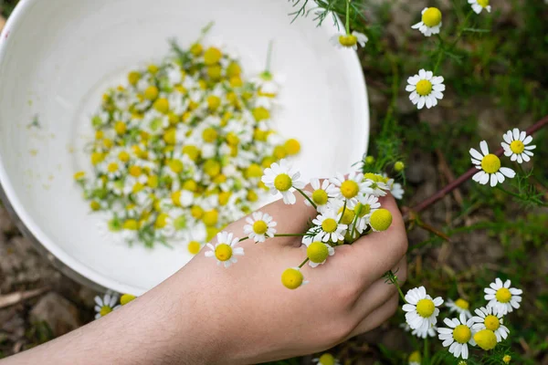 stock image Hand picking chamomile flower from nature in a white bowl