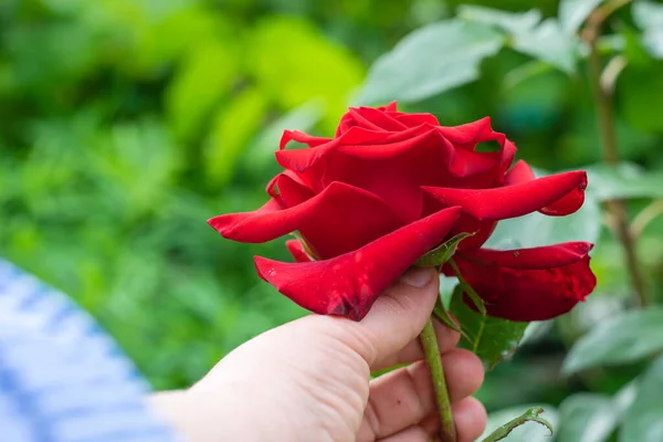 Hand Pflückt Eine Große Rote Rose Aus Dem Blumengarten — Stockfoto
