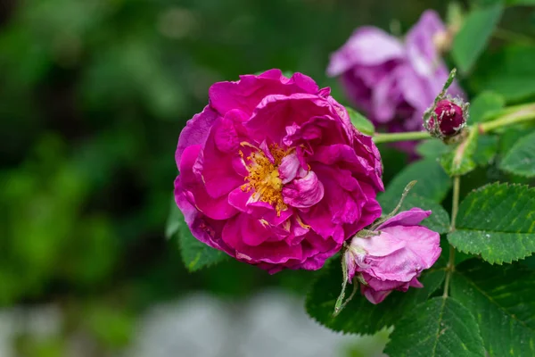 stock image Pink flower of aromatic rose for sweetness on twig in garden