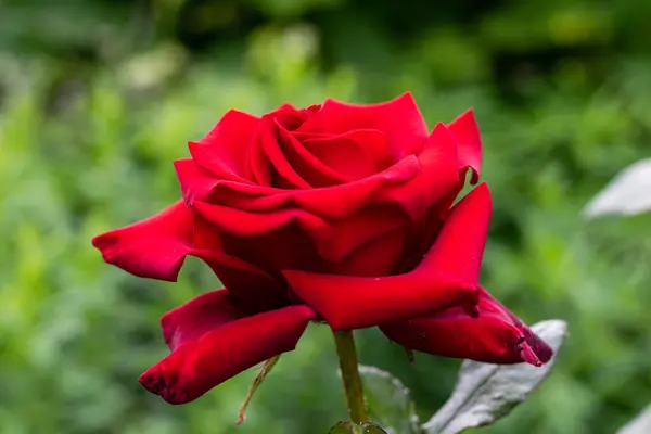 Lebendige Große Rote Rose Blumengarten Auf Natürlichem Grünen Hintergrund — Stockfoto