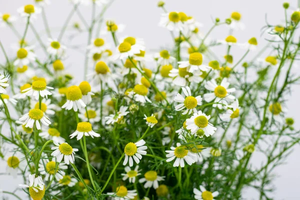 Chamomile flowers, medicinal plants picked in summer, on a white background