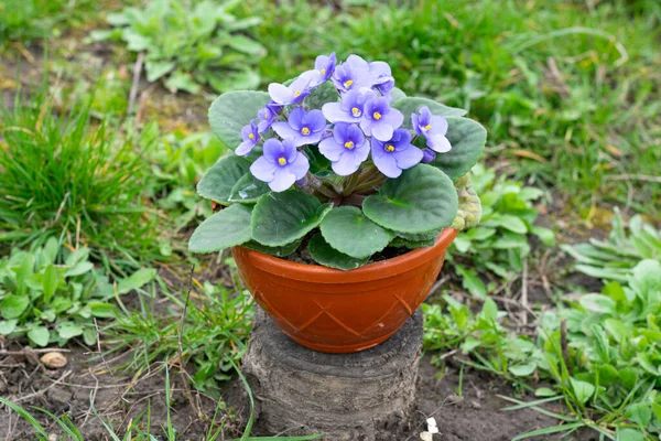 Lila Virág Virágzik Cserépben Kertben — Stock Fotó