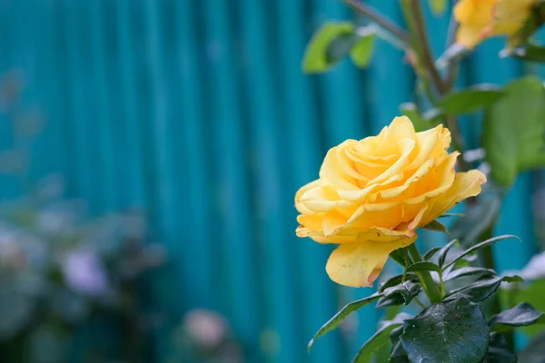 Blühende Gelbe Rose Garten Zaun Hintergrund Kopierraum — Stockfoto