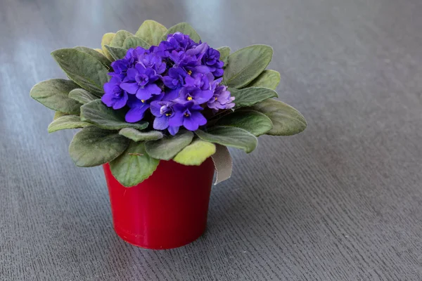 Violet flower in pot on office table
