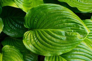 Hosta türünün büyük yeşil çizgili yaprağı. Doğal yeşil arkaplan.