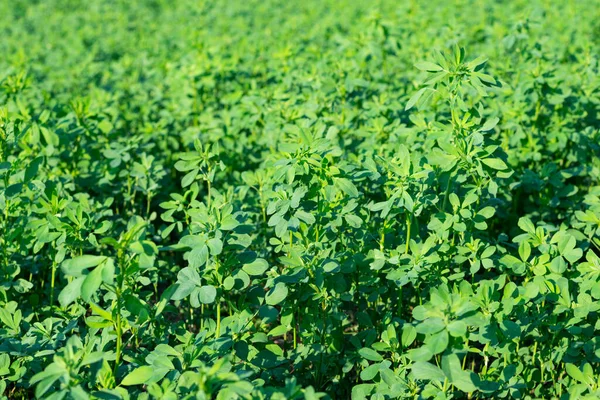 Yonca 'nın yeşil arka planı, ekilmiş bitki. Taze yaprak dokusu.