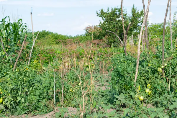 Evin yakınındaki tarım arazilerinde çeşitli sebzeler yetiştirilen bir bahçe.